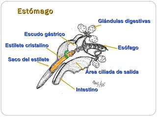 Estómago Esófago Glándulas digestivas Escudo gástrico Estilete cristalino Saco del estilete Área ciliada de salida Intestino 
