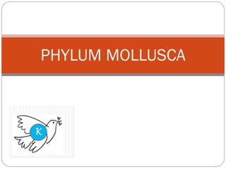 PHYLUM MOLLUSCA 