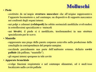 Molluschi