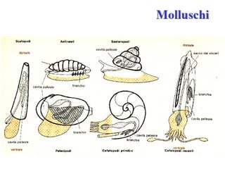 Molluschi