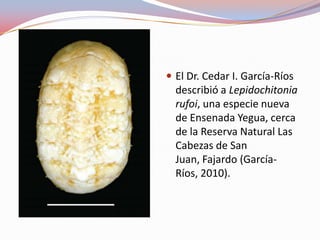  El Dr. Cedar I. García-Ríos
  describió a Lepidochitonia
  rufoi, una especie nueva
  de Ensenada Yegua, cerca
  de la Reserva Natural Las
  Cabezas de San
  Juan, Fajardo (García-
  Ríos, 2010).
 