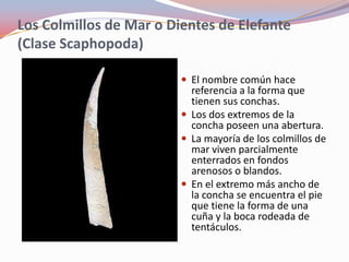 Los Colmillos de Mar o Dientes de Elefante
(Clase Scaphopoda)

                          El nombre común hace
                           referencia a la forma que
                           tienen sus conchas.
                          Los dos extremos de la
                           concha poseen una abertura.
                          La mayoría de los colmillos de
                           mar viven parcialmente
                           enterrados en fondos
                           arenosos o blandos.
                          En el extremo más ancho de
                           la concha se encuentra el pie
                           que tiene la forma de una
                           cuña y la boca rodeada de
                           tentáculos.
 