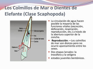 Los Colmillos de Mar o Dientes de
Elefante (Clase Scaphopoda)
                    La circulación de agua hacen
                     posible la mayoría de las
                     funciones vitales (excreción,
                     defecación, respiración,
                     reproducción, etc.) a través de
                     la abertura superior de la
                     concha.
                    Reproducción.—Los colmillos
                     de mar son dioicos pero no
                     ocurre apareamiento entre los
                     sexos.
                    Dos etapas larvales: la
                     trocófora y la velígera
                    estados juveniles bentónicos.
 