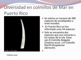 Diversidad en colmillos de Mar en
Puerto Rico
                   Se estima un numero de 400
                    especies de escafópodos a
                    nivel mundial.
                   En Puerto Rico se han
                    informado unas 34 especies
                   Solo se encuentra dos
                    especies que son comunes a
                    las costas de la Isla. Estas
                    son El Colmillo Delgado
                    (Cadulus acus) y El Colmillo
                    Marfil (Graptacme
                    ebereum).
                  
 Cadulus acus
 