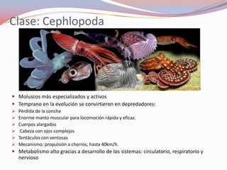 Clase: Cephlopoda




                                                               http://tolweb.org/Cephalopoda

 Moluscos más especializados y activos
 Temprano en la evolución se convirtieron en depredadores:
   Pérdida de la concha
   Enorme manto muscular para locomoción rápida y eficaz.
   Cuerpos alargados
    Cabeza con ojos complejos
   Tentáculos con ventosas
   Mecanismo: propulsión a chorros, hasta 40km/h.
 Metabolismo alto gracias a desarrollo de los sistemas: circulatorio, respiratorio y
  nervioso
 