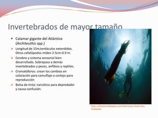 Invertebrados de mayor tamaño
 Calamar gigante del Atlántico
  (Architeuthis spp.)
 Longitud de 15m,tentáculos extendidos.
  Otros cefalópodos miden 2.5cm-0.9 m.
 Cerebro y sistema sensorial bien
  desarrollado. Sobrepasa a demás
  invertebrados y peces, anfibios y reptiles.
 Cromatóforos: crean los cambios en
  coloración para camuflaje o cortejo para
  reproducción
 Bolsa de tinta: narcótico para depredador
  y causa confusión.



                                                http://delsolu.hubpages.com/hub/Giant-Sized-Sea-
                                                Creatures
 
