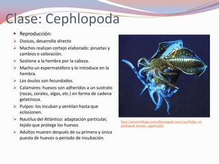 Clase: Cephlopoda
  Reproducción:
  Dioicos, desarrollo directo
  Machos realizan cortejo elaborado: piruetas y
   cambios e coloración.
  Sostiene a la hembra por la cabeza.
  Macho un espermatóforo y lo introduce en la
   hembra.
  Los óvulos son fecundados.
  Calamares: huevos son adheridos a un sustrato
   (rocas, corales, algas, etc.) en forma de cadena
   gelatinosa.
  Pulpos: los incuban y ventilan hasta que
   eclosionen.
  Nautilus del Atlántico: adaptación particular,     http://scienceblogs.com/pharyngula/2007/09/friday_ce
   tejido que protege los huevos                      phalopod_twenty_appen.php

  Adultos mueren después de su primera y única
   puesta de huevos o período de incubación.
 