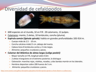 Diversidad de cefalópodos



      600 especies en el mundo, 32 en P.R : 20 calamares, 12 pulpos.
      Calamares: manto, 2 aletas, 10 tentáculos, concha (pluma).
      Espírula común (Spirula spirula): habita en grandes profundidades 183-914 m.
             Cuerpo mide de 2.5 - 10 cm.
             Concha calcárea mide2.5 cm ,debajo del manto.
             Cabeza tiene 8 tentáculos cortos y 2 más largos.
             Alimento: pequeños crustáceos y peces.
      Calamar del Atlántico de aletas largas (Loligo pealeii)
             Mayor tamaño en P.R, longitud sobre 0.6m
             2 aletas triangulares en el extremo posterior, lo distingue
             Coloración: manchas rojas, violetas, rosadas, y dos bandas marrón en los laterales.
             Hembras depositan sobre 200 huevos de 5 cm.
             Alimento: pequeños crustáceos y peces.
http://www.tonmo.com/gallery/showphoto.php/photo/81/title/spirula-spirula-2c-from-drsteve-o-27shea/cat/3
 