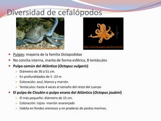 Diversidad de cefalópodos


                                                  http://eol.org/pages/492283/overview
     http://www.biolib.cz/en/image/id12061/

 Pulpos: mayoría de la familia Octopodidae
 No concha interna, manto de forma esférica, 8 tentáculos
 Pulpo común del Atlántico (Octopus vulgaris)
     Diámetro de 30 a 51 cm.
     En profundidades de 5 -23 m
     Coloración: azul, blanco y marrón.
     Tentáculos: hasta 4 veces el tamaño del resto del cuerpo
 El pulpo de Cloubin o pulpo enano del Atlántico (Octopus joubini)
     El más pequeño: diámetro de 15 cm.
     Coloración: rojizo -marrón anaranjado
     Habita en fondos arenosos y en praderas de pastos marinos.
 