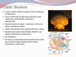 Clase: Bivalvia
 2 valvas cubren todos el cuerpo y estan unidas por
  un ligamento.
 Levan a cabo flujo de agua para procesos como
    respiración, alimentación, excreción y
    reproducción.
   Movimiento de las valvas : aductores: cierran las
    valvas, retractores: abren
   Umbo: área donde inicia el desarrollo de las valvas.     http://www.asdk12.org/staff/vanarsdale_
                                                             mark/pages/mrva/marine
   No existe una cabeza desarrollada. Debido a sus
    hábitos sedentarios y alimenticios.
   Son filtradores
   El manto y las branquias de los bivalvos tiene cilios
    que mueven el agua además de los sifones
    incurrentes y excurrentes.



                                                            http://bio1151.nicerweb.com
 