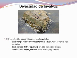 Diversidad de bivalvos




 Ostras: adheridas a superficie como mangles y piedras
         Ostra mangle (Crassostrea rhizophorae): 5 a 15cm. Valor comercial y es
          comestible
         Ostra crestada (Ostrea equestris): ovalada, numerosos pliegues
         Ostra de Frons (Lopha frons): en raíces de mangle y arrecifes
 