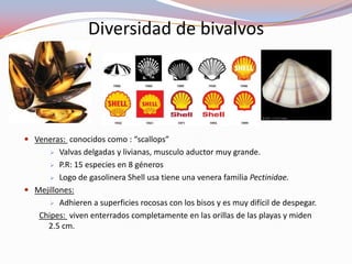 Diversidad de bivalvos




 Veneras: conocidos como : “scallops”
        Valvas delgadas y livianas, musculo aductor muy grande.
       P.R: 15 especies en 8 géneros

       Logo de gasolinera Shell usa tiene una venera familia Pectinidae.

 Mejillones:
       Adhieren a superficies rocosas con los bisos y es muy difícil de despegar.

   Chipes: viven enterrados completamente en las orillas de las playas y miden
     2.5 cm.
 