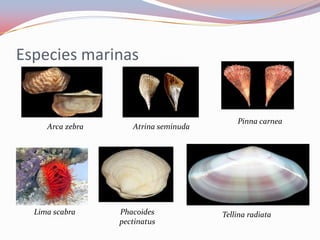 Especies marinas


                                           Pinna carnea
     Arca zebra      Atrina seminuda




  Lima scabra     Phacoides            Tellina radiata
                  pectinatus
 