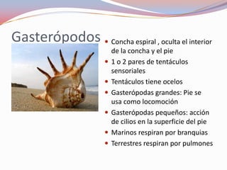 Gasterópodos  Concha espiral , oculta el interior
                           de la concha y el pie
                          1 o 2 pares de tentáculos
                           sensoriales
                          Tentáculos tiene ocelos
                          Gasterópodas grandes: Pie se
                           usa como locomoción
                          Gasterópodas pequeños: acción
                           de cilios en la superficie del pie
                          Marinos respiran por branquias
                          Terrestres respiran por pulmones
 
