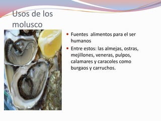 Usos de los
molusco
               Fuentes alimentos para el ser
                humanos
               Entre estos: las almejas, ostras,
                mejillones, veneras, pulpos,
                calamares y caracoles como
                burgaos y carruchos.
 