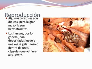 Reproducción
 Algunos caracoles son
  dioicos, pero la gran
  mayoría son
  hermafroditas.
 Los huevos, por lo
  general, son
  depositados luego a
  una masa gelatinosa o
  dentro de unas
  cápsulas que adhieren
  al sustrato.
 
