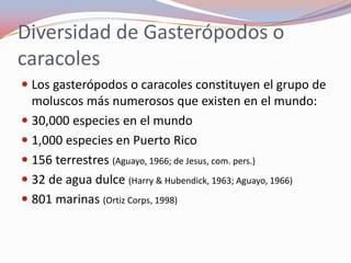 Diversidad de Gasterópodos o
caracoles
 Los gasterópodos o caracoles constituyen el grupo de
  moluscos más numerosos que existen en el mundo:
 30,000 especies en el mundo
 1,000 especies en Puerto Rico
 156 terrestres (Aguayo, 1966; de Jesus, com. pers.)
 32 de agua dulce (Harry & Hubendick, 1963; Aguayo, 1966)
 801 marinas (Ortiz Corps, 1998)
 