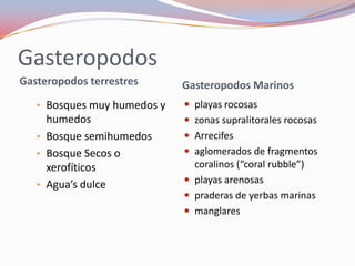 Gasteropodos
Gasteropodos terrestres      Gasteropodos Marinos
   • Bosques muy humedos y    playas rocosas
     humedos                  zonas supralitorales rocosas
   • Bosque semihumedos       Arrecifes
   • Bosque Secos o           aglomerados de fragmentos
     xerofíticos               coralinos (“coral rubble”)
   • Agua’s dulce             playas arenosas
                              praderas de yerbas marinas
                              manglares
 