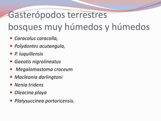 Gasterópodos terrestres
bosques muy húmedos y húmedos
 Caracolus caracolla,
 Polydontes acutangula,
 P. luquillensis
 Gaeotis nigrolineatus
 Megalomastoma croceum
 Macleania darlingtoni
 Nenia tridens
 Oleacina playa
 Platysuccinea portoricensis.
 