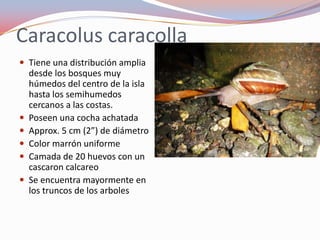 Caracolus caracolla
 Tiene una distribución amplia
    desde los bosques muy
    húmedos del centro de la isla
    hasta los semihumedos
    cercanos a las costas.
   Poseen una cocha achatada
   Approx. 5 cm (2”) de diámetro
   Color marrón uniforme
   Camada de 20 huevos con un
    cascaron calcareo
   Se encuentra mayormente en
    los truncos de los arboles
 