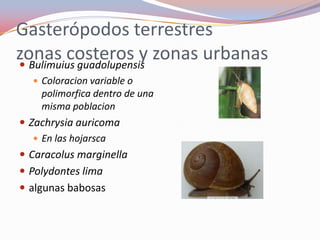 Gasterópodos terrestres
zonas costeros y zonas urbanas
 Bulimuius guadolupensis
   Coloracion variable o
    polimorfica dentro de una
    misma poblacion
 Zachrysia auricoma
    En las hojarsca
 Caracolus marginella
 Polydontes lima
 algunas babosas
 