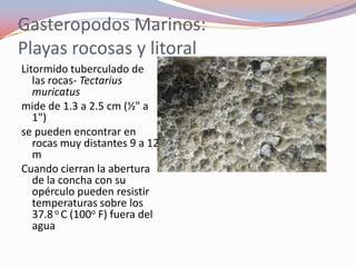 Gasteropodos Marinos:
Playas rocosas y litoral
Litormido tuberculado de
   las rocas- Tectarius
   muricatus
mide de 1.3 a 2.5 cm (½" a
   1")
se pueden encontrar en
   rocas muy distantes 9 a 12
   m
Cuando cierran la abertura
   de la concha con su
   opérculo pueden resistir
   temperaturas sobre los
   37.8 o C (100o F) fuera del
   agua
 