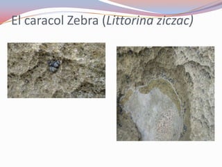 El caracol Zebra (Littorina ziczac)
 