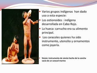  Varios grupos indígenas han dado
  uso a esta especie:
 Los ostionoides : indígena
  desarrollada en Cabo Rojo.
 La hueca: carrucho era su alimento
  principal.
 Los caracoles quienes ha sido
  instrumento, utensilio y ornamentos
  como joyería.


 fotuto: instrumento de viento hecho de la concha
  vacía de un caracol marino
 