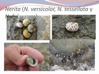 Nerita (N. versicolor, N. tessellata y
N. fulgurans)
 