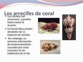 Loscónidos son
 Los
      arrecifes de coral
  venenosos y pueden
  hasta causar la
  muerte.
 En Puerto Rico existen
  alrededor de 11
  especies de cónidos.
 Sin embargo, no
  tenemos información
  de envenenamientos
  causados por estos
  caracoles en los
  habitantes de la Isla.
 