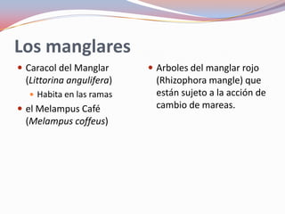 Los manglares
 Caracol del Manglar      Arboles del manglar rojo
 (Littorina angulifera)    (Rhizophora mangle) que
   Habita en las ramas    están sujeto a la acción de
 el Melampus Café         cambio de mareas.
 (Melampus coffeus)
 