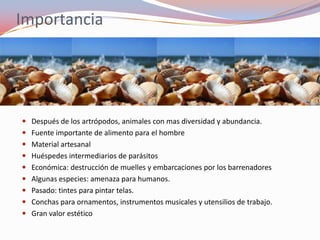 Importancia




 Después de los artrópodos, animales con mas diversidad y abundancia.
 Fuente importante de alimento para el hombre
 Material artesanal
 Huéspedes intermediarios de parásitos
 Económica: destrucción de muelles y embarcaciones por los barrenadores
 Algunas especies: amenaza para humanos.
 Pasado: tintes para pintar telas.
 Conchas para ornamentos, instrumentos musicales y utensilios de trabajo.
 Gran valor estético
 