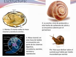 Esctructura:



                                                  2. La concha: sirve de protección y
                                                  esta hecha de carbonato de calcio y
                                                  se encuentra cubierta por el
1. Manto: El manto rodea la masa                  periostraco
visceral y secreta la concha .


                            3. Masa visceral: en
                            esta masa de tejidos
                            se encuentra una
                            parte de los sistemas
                            digestivo,
                            circulatorio, excretor,        Pie: Hace que deslizar sobre el
                            nervioso y                     sustrato que habita por medio
                            reproductor.                   mucosidad que excreta
 