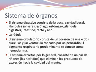 Sistema de órganos
 El sistema digestivo consiste de la boca, cavidad bucal,
  glándulas salivares, esófago, estómago, glándula
  digestiva, intestino, recto y ano.
 La rádula
 El sistema circulatorio consta de un corazón de una o dos
  aurículas y un ventrículo rodeado por un pericardio El
  pigmento respiratorio predominante se conoce como
  hemocianina.
 El sistema excretor, por lo general, consiste de un par de
  riñones (los nefridios) que eliminan los productos de
  excreción hacia la cavidad del manto.
 