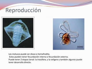 Reproducción




 Los molusco puede ser dioco o hemafrodita.
  Estos pueden tener fecundación interna o fecundación externa.
 Puede tener 2 etapas larval: la trocófora, y la veligera y también algunos puede
 tener desarrollo directo.
 