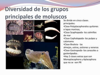 Diversidad de los grupos
principales de moluscos
                      Se divide en cinco clases
                      principales:
                      •Clase Polyplacophoralos quitones
                      o lapas marinas;
                      •Clase Scaphopoda- los colmillos
                      de mar
                      •Clase Cephalopoda- los pulpos y
                      calamares
                      •Clase Bivalvia - las
                      almejas, ostras, ostiones y veneras
                      •Clase Gastropoda- los caracoles o
                      gasterópodos .
                      •Hay 2 clases extras que son
                      Monoplacophora y Aplacophora
                      que no se ven PR
 