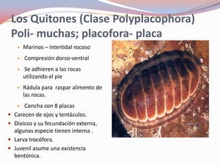 Los Quitones (Clase Polyplacophora)
 Poli- muchas; placofora- placa
   • Marinos – intertidal rocoso

   • Compresión dorso-ventral

   • Se adhieren a las rocas
      utilizando el pie
   • Rádula para raspar alimento de
      las rocas.
   • Concha con 8 placas
 Carecen de ojos y tentáculos.
 Dioicos y su fecundación externa,
  algunas especie tienen interna .
 Larva trocófora.
 Juvenil asume una existencia
  bentónica.
 