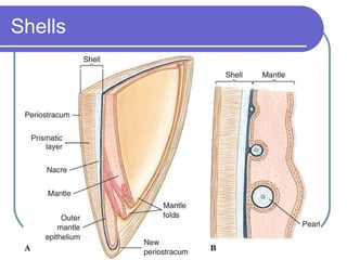 Shells 