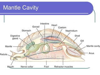 Mantle Cavity 