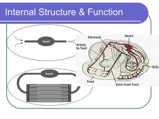 Internal Structure & Function 