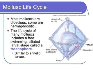 Mollusc Life Cycle Most molluscs are dioecious, some are hermaphroditic. The life cycle of many molluscs includes a free swimming, ciliated larval stage called a  trochophore . Similar to annelid larvae. 