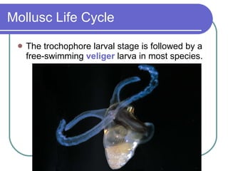 Mollusc Life Cycle The trochophore larval stage is followed by a free-swimming  veliger  larva in most species. 