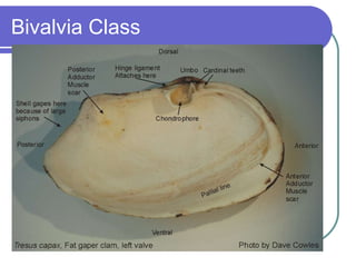 Bivalvia Class 