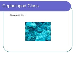 Cephalopod Class Show squid video 