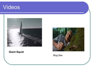 Videos Giant Squid Slug Sex 