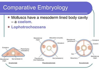 Comparative Embryology Molluscs have a mesoderm lined body cavity – a  coelom . Lophotrochozoans 