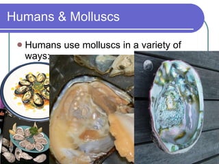 Humans & Molluscs Humans use molluscs in a variety of ways: 