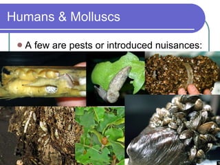 Humans & Molluscs A few are pests or introduced nuisances:  