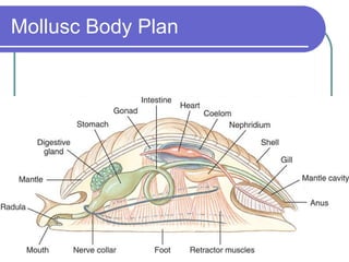 Mollusc Body Plan 