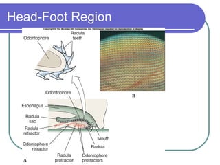 Head-Foot Region 